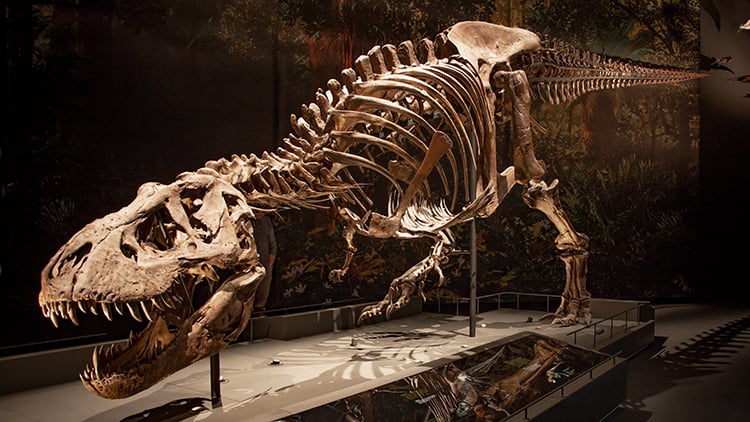 Communicatie nieuwbouw Naturalis verliep vlekkeloos