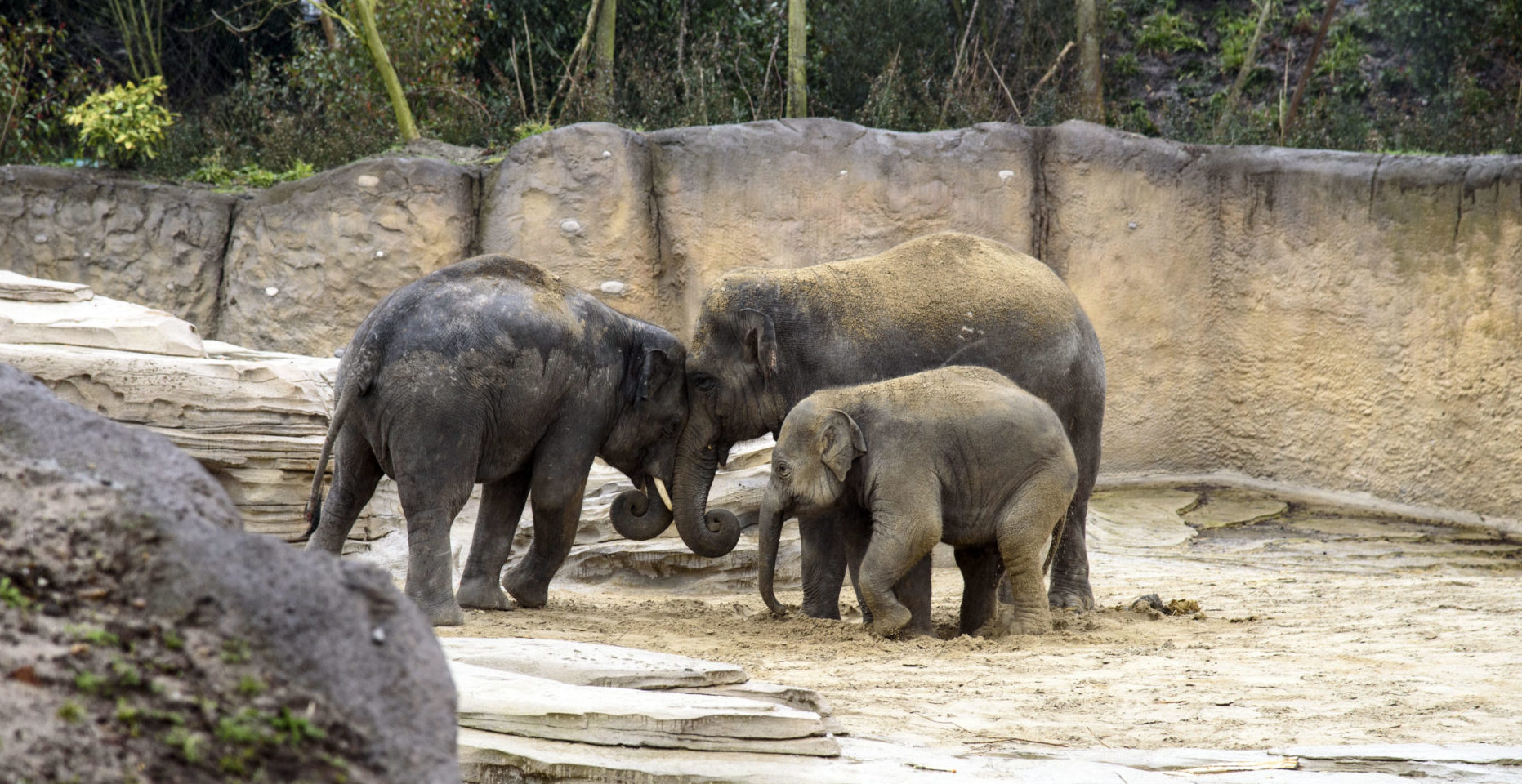 WILDLANDS Adventure Zoo bouwen